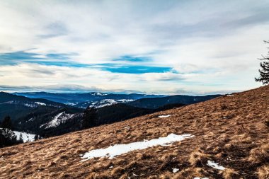 Ormanda karla kaplı kış manzarası