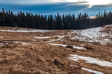 Karlı kış ormanı