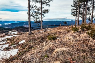 Kar ve ağaçlarla dolu güzel kış manzarası