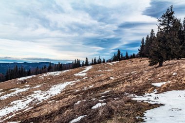 Ağaçlar ve karla kaplı güzel kış manzarası