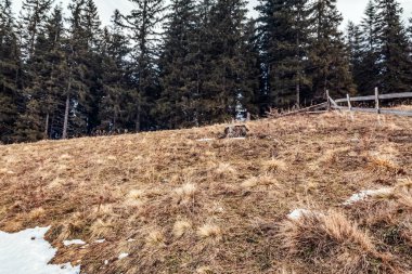 Karla kaplı ağaçlarla kaplı kış manzarası