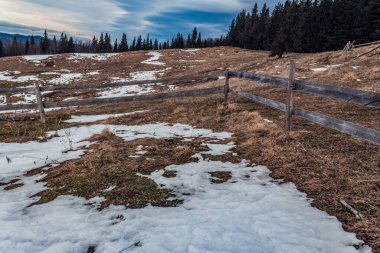 Kış manzarası. Karla kaplı orman..