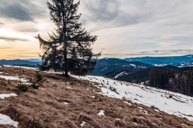 Güzel kış manzarası bir dağ yamacında köknar ağaçları ve karla kaplı.