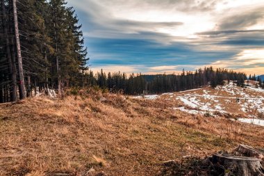 Ormandaki güzel sonbahar manzarası. Karpat Dağları. Avrupa.