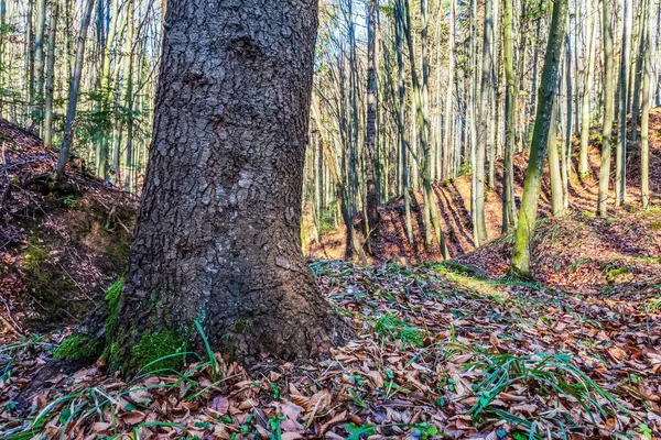 Dağlardaki güzel orman