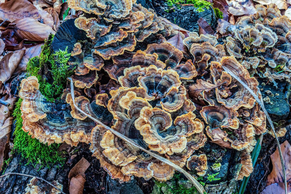 крупным планом грибов в лесу