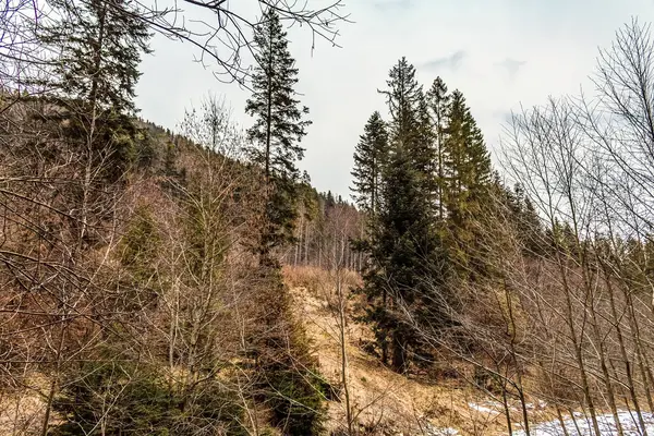 Ağaçlar ve ormanlarla dolu güzel bir manzara.