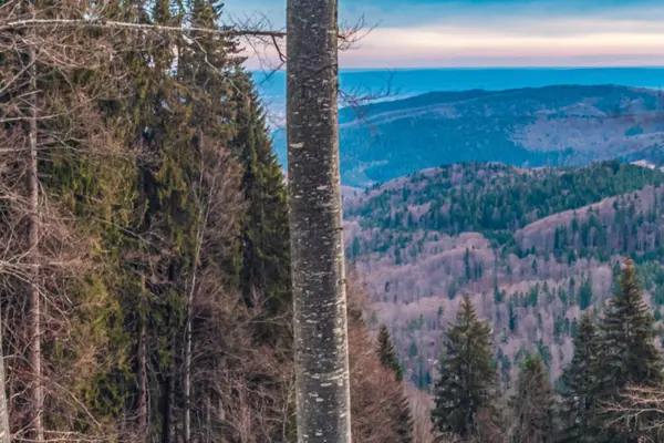 Dağlardaki bir ormanın güzel bir görüntüsü