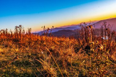 Renkli ağaçlarla dolu güzel sonbahar manzarası