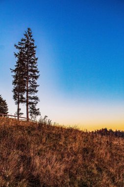 Ağaçlarla ve mavi gökyüzüyle sonbahar manzarası