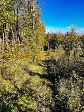 Ağaçlar ve ormanlarla dolu güzel sonbahar manzarası