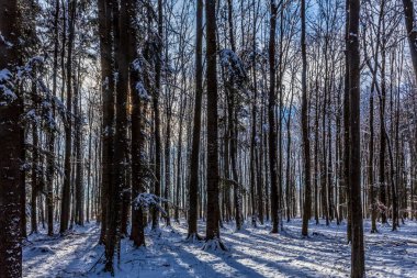 Kışın karlı bir ormanın dikey görüntüsü.