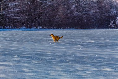 Labrador köpeği kış ormanında