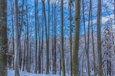 Ormanın güzel manzarası