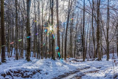 Karla kaplı ağaçlarla kaplı kış ormanı