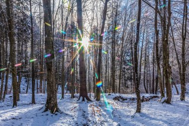 Ormanda kış. Kış güneşli kış günü