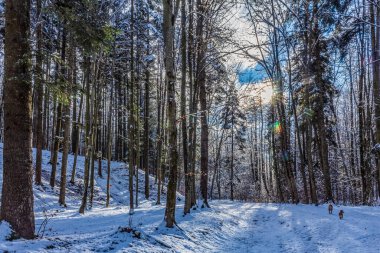 Karlı ve ağaçlı kış ormanı