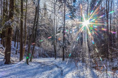 Karla kaplı ağaçlarla kaplı kış ormanı