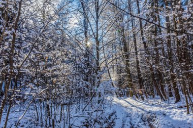 Kar ve ağaçlarla kaplı kış ormanı. Güneşli havada güzel kış manzarası