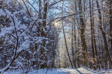 Kışın güzel karlı orman