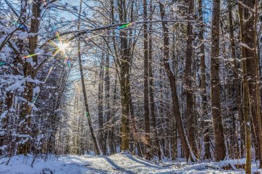 Ağaçlar ve karla kaplı güzel kış manzarası
