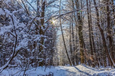Güneşli bir günde kış ormanı
