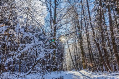 Karla kaplı ağaçlarla kaplı güzel kış manzarası