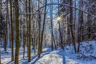 Karla kaplı ağaçlarla kaplı güzel kış manzarası