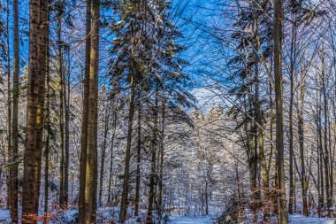 Ağaçlar ve karla kaplı güzel kış ormanı
