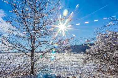 Karla kaplı ağaçlarla kaplı kış manzarası