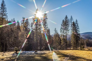Güzel bir dağ sırası olan kış ormanı. Karpatlar sabah güneşinde dağlarda.
