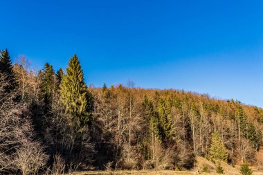 Bir dağ ormanının sonbahar manzarası