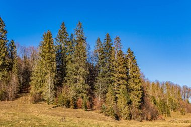 İlkbaharda yeşil çimenli orman ve ağaçlar kırsalda