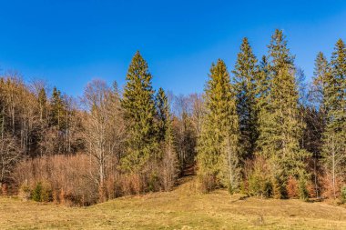 Ormanda güneşli bir günde yeşil bir tarlaya sahip ağaçların güzel bir görüntüsü, Letonya