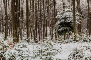 Kış manzarası. Karla kaplı orman. Kış manzarası. Parktaki kar..