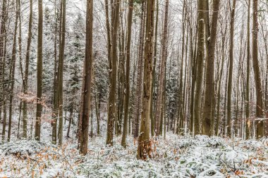 Karlı ormanlar ve ağaçlarla dolu güzel kış manzarası