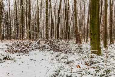 Kar ve ormandaki ağaçlarla kaplı kar ormanı
