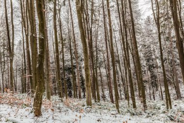 Polonya 'daki kış ormanı