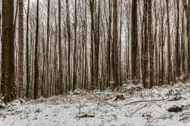 Ağaçlar ve karlı kış ormanı