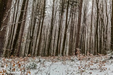 Parkta karla kaplı ağaçlar vardı. Parktaki kış ormanı.