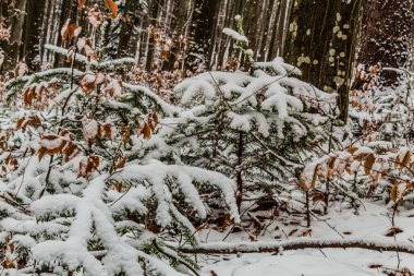 Karla kaplı ağaçlarla kaplı kış ormanı
