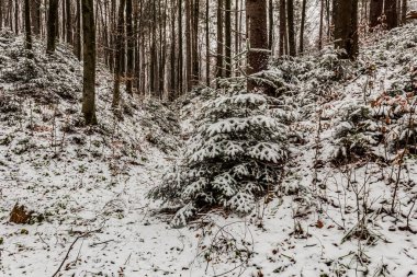 Kış boyunca ormandaki ağaçlar karla kaplandı