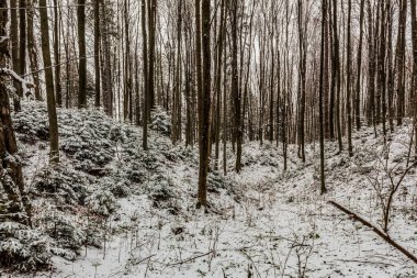 Karlı güzel kış manzarası