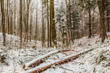Polonya ormanlarının kış manzarası