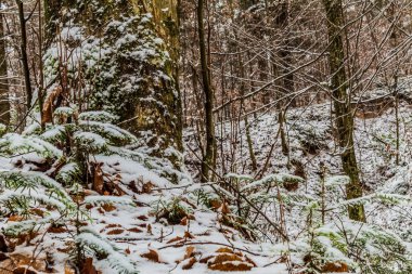Dikey kar görüntüsü - ağaçlar ve bitkiler