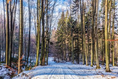 Karla kaplı ağaçlarla kaplı güzel kış manzarası