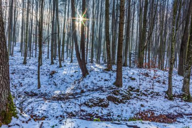 Güzel kış ormanı Sabah güneşinde
