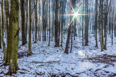 Ormanda kış çok karlı.