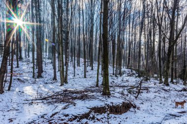 Karlı ve ağaçlı kış ormanı