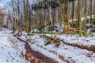 Almanya 'da güzel bir karlı orman görüntüsü.